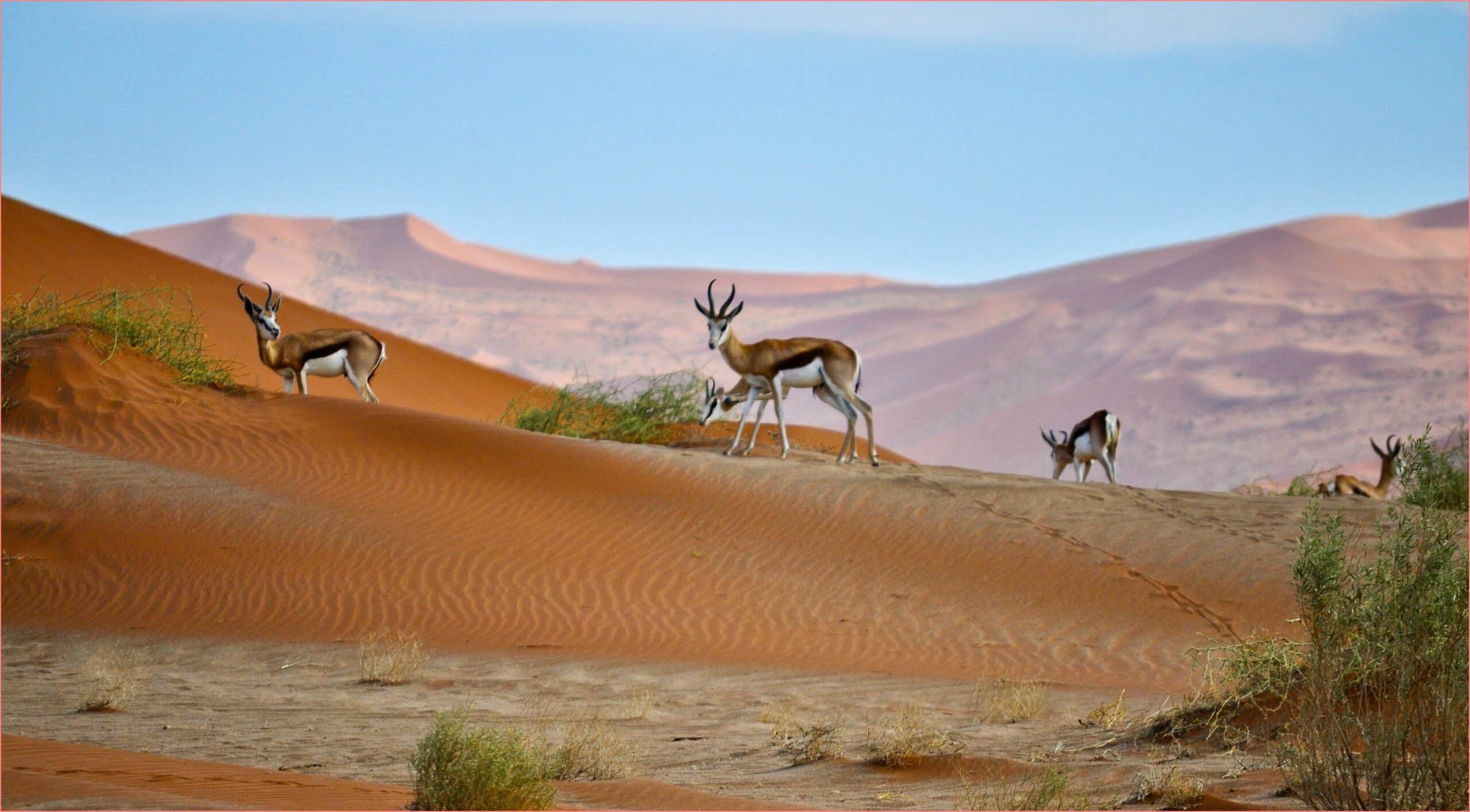 Лучшее время для путешествия по Намибии течение сухого
