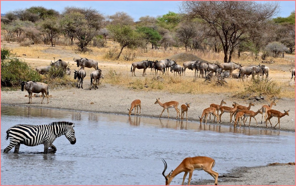 Национальный парк Серенгети, жемчужина Танзании которое нельзя